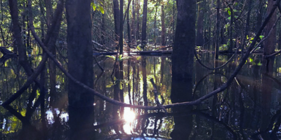 Declaració de Mamirauá a la COP30 per protegir la biodiversitat de l'Amazònia