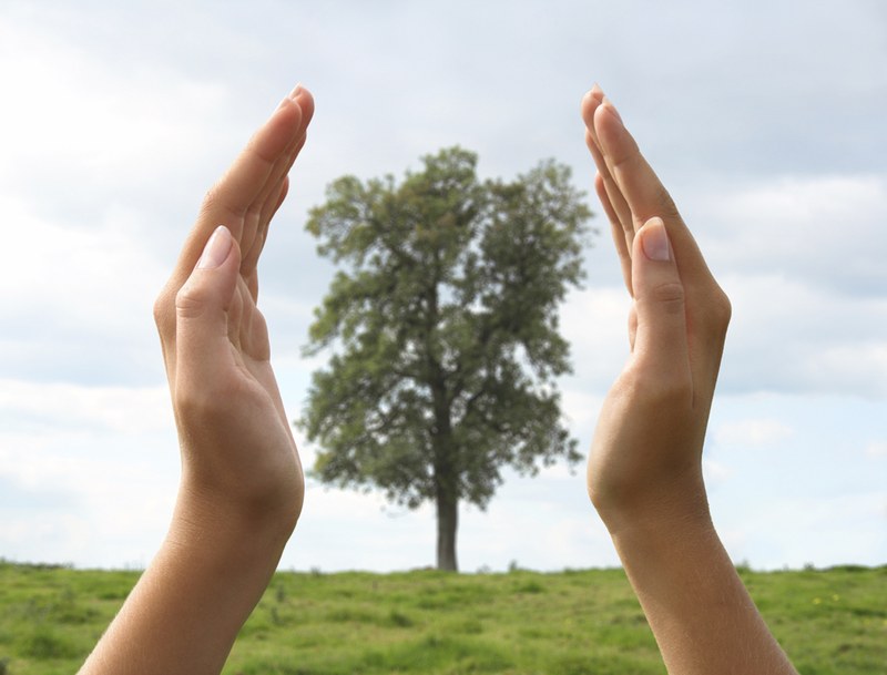 Manos y árbol